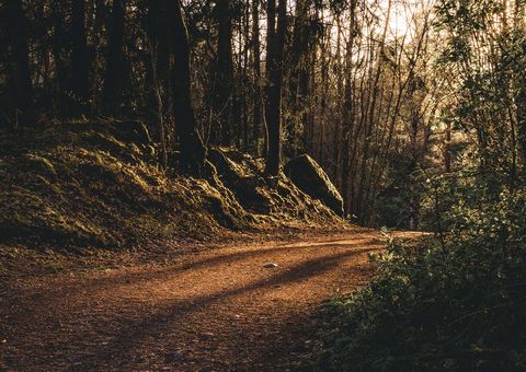 A view of a path in forest.