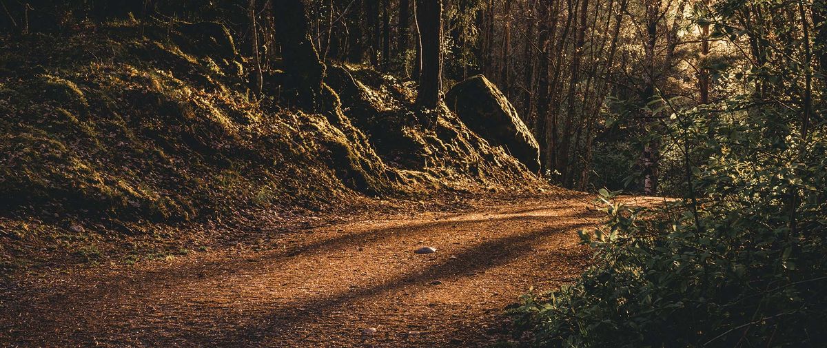 A view of a path in forest.