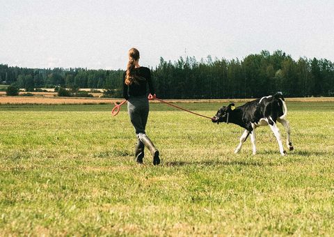 Juustoportti's dairy products are made in its own dairy and uses only organic ingredients, milk from happy cows